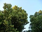 Třibřichy